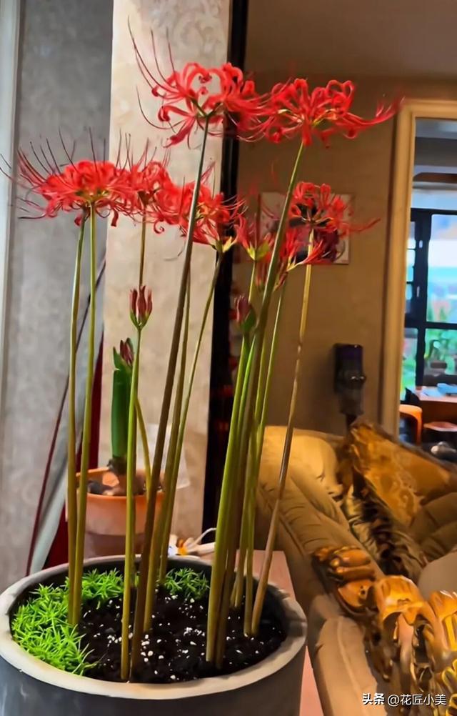 女子养了11年的花，马上就要开了，可惜因出差看不到了