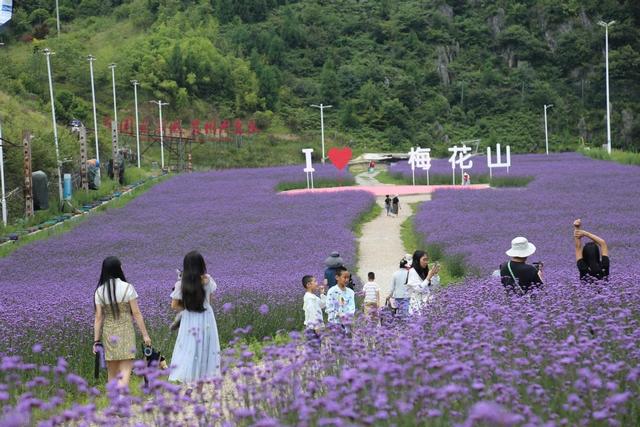 六盘水梅花山：昔日雪道变花海 畅享清凉添靓色