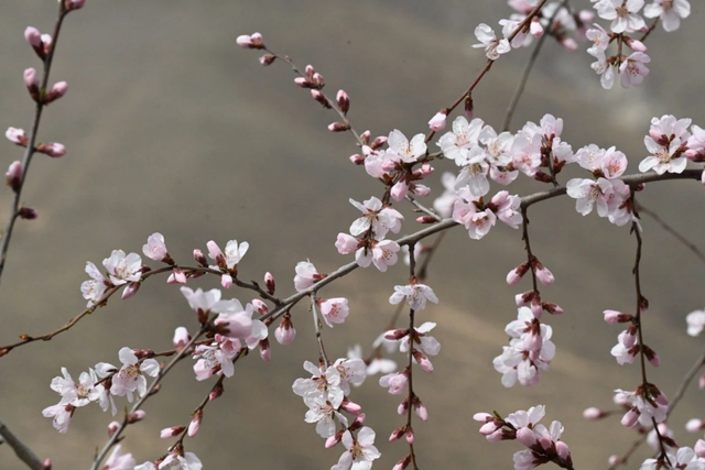 贵清山20℃的清凉秘境，让眼睛与心灵一起深呼吸