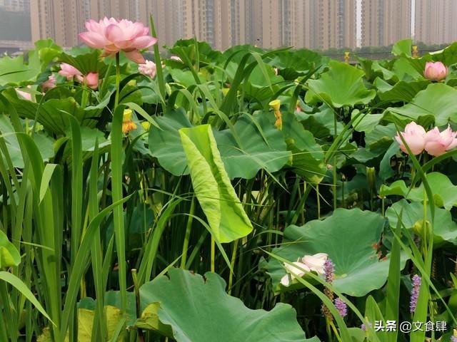 保定5大景点+3大美食，周末2小时高铁直达逛吃！