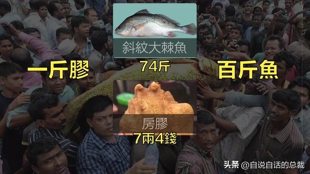 花胶 新胶 2025年花胶是新胶好还是老胶好