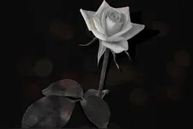 恶之平庸图片