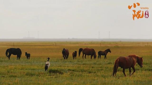 阿克塞：生灵为笔 写就草原冬日生态诗篇