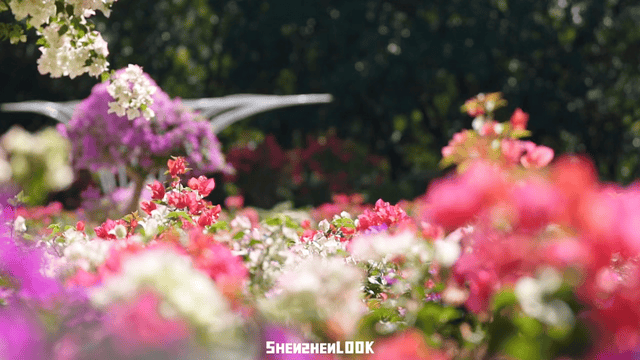 来深圳必走！一天看透城市的活力与浪漫