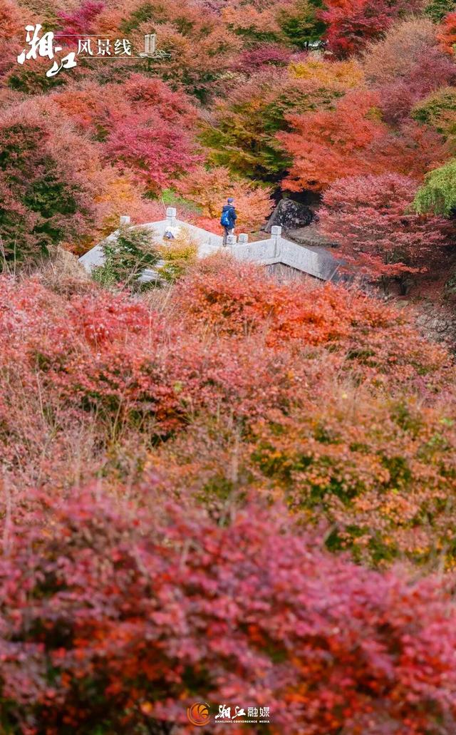 湖南“追枫”地图更新！哪片红对你的味？