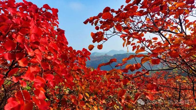 巩义这座山“红透了”!