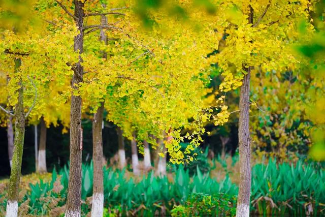 邂逅金黄，郫都初冬的银杏图鉴