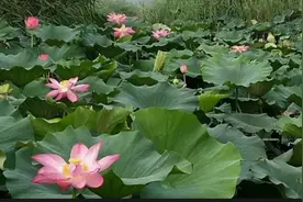 为什么白洋淀的游客少？图片