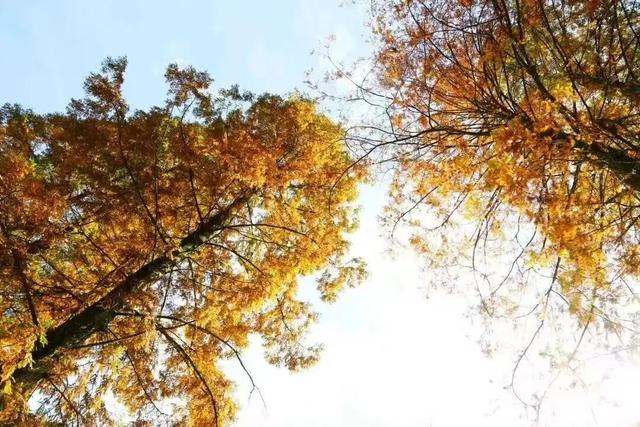 秋日研学行｜天台山徒步 + 红色传承，少年们的成长之旅！