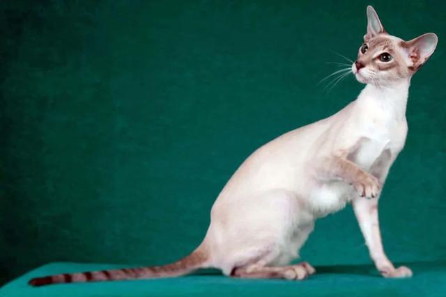 全世界100个宠物猫品种大赏！