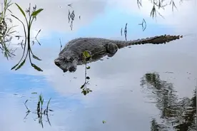 飞机故障迫降亚马逊鳄鱼巢穴！被困36小时后乘客获救：鳄鱼和蛇整晚盯着我们，依靠巧克力和木薯粉维持生命图片