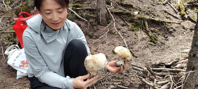 哈密43℃，奔向天山北坡伊吾森林纳凉，欣喜采6公斤蘑菇