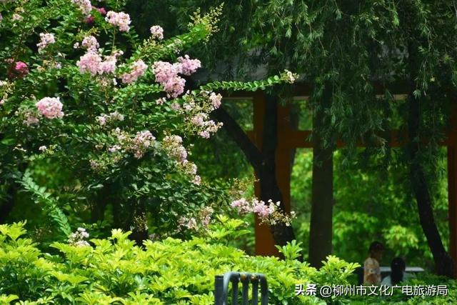 把夏天泡进花海里！前茅公园的浓烈+园博园的清新，快来享用双份“夏日特调”