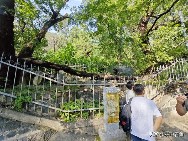 徒步登泰山之一——3小时从一天门到中天门