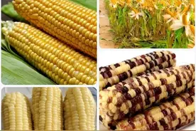 黄玉米、白玉米、还有黑玉米和花玉米，到底谁是转基因品种？图片
