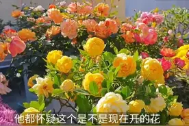 浙江一女教师，在顶楼上养了上百盆月季，三九深冬也花开爆盆图片