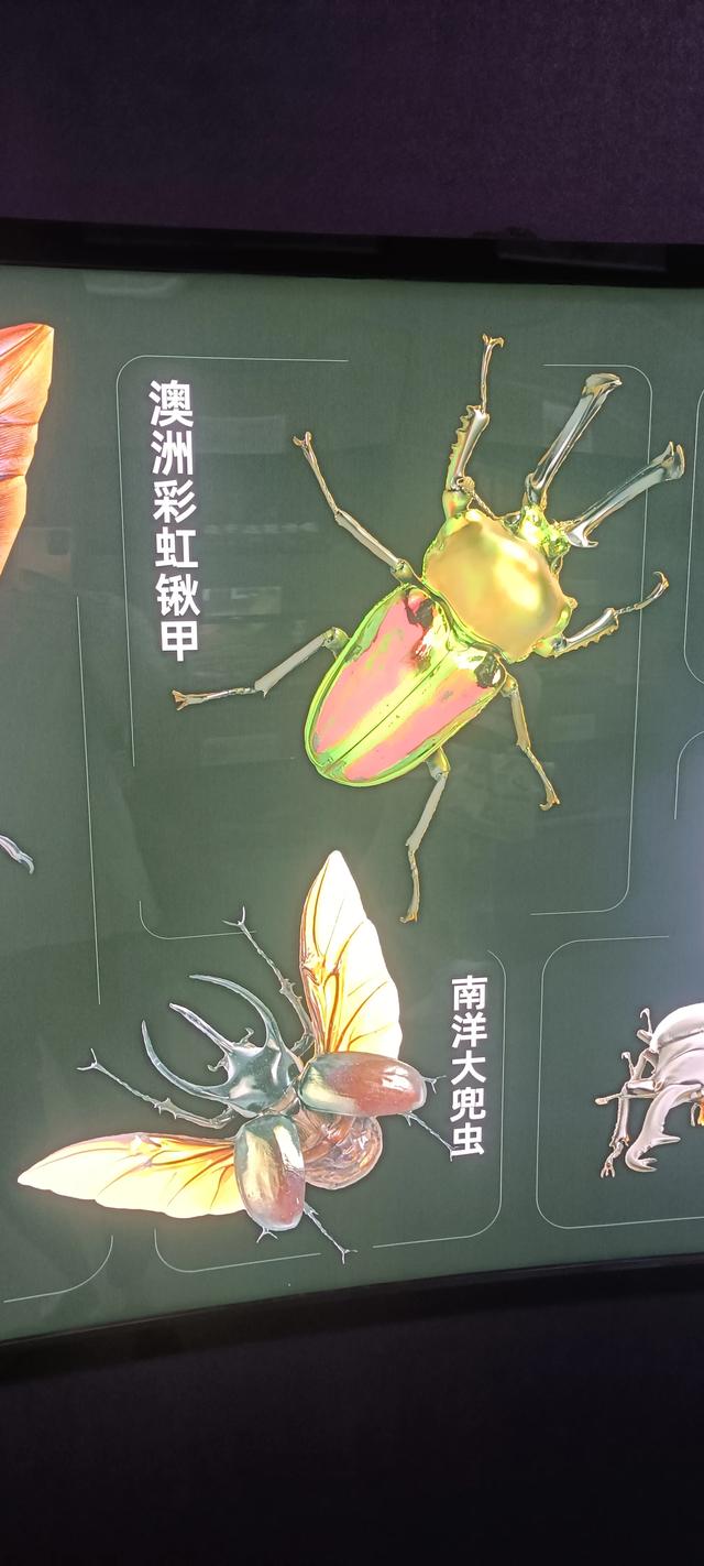 西安长安云昆虫展你来了吗