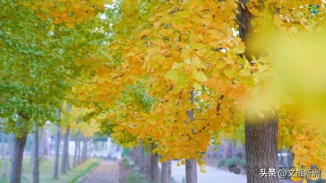 别去日本了！新洲的“同款”风景，美得更懂你