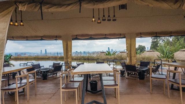 昆明市区冬樱花树下连猪都能自由奔跑的世外桃源