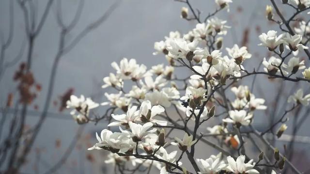 绝美！又是一年玉兰开