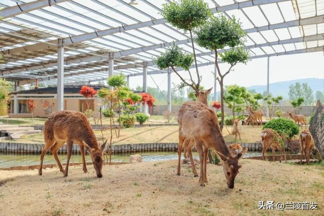 赴一场春日浪漫之约 | 压油沟景区3.8女神节女士免门票！