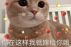 告诉你个秘密：一只猫身上有这些现象，说明它“过得快乐”！图片