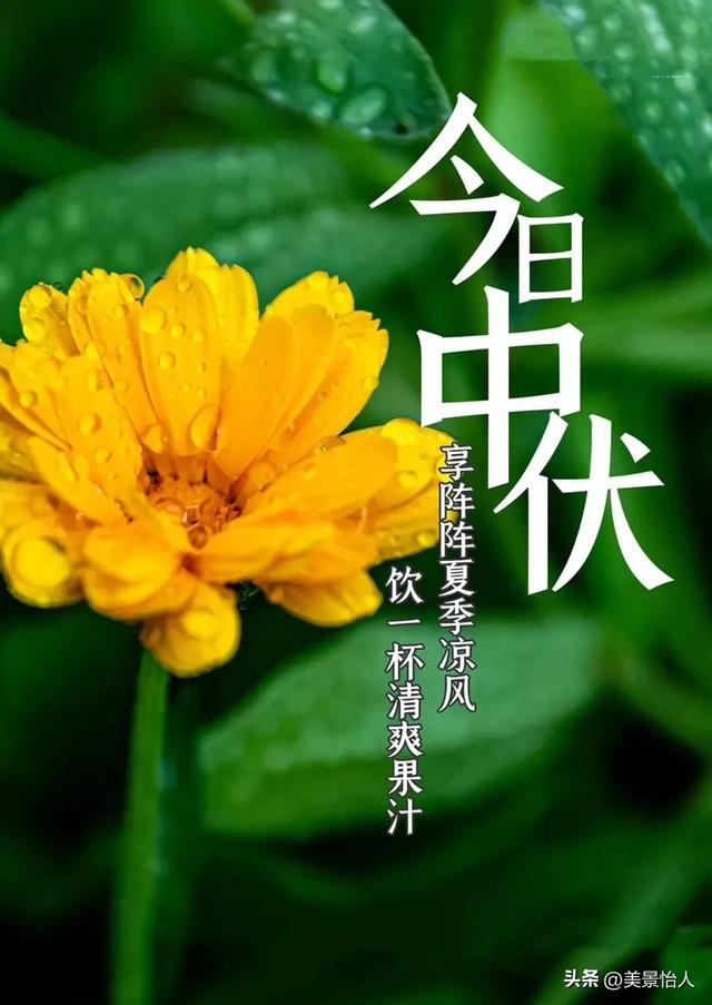 中伏安康！愿你在热浪里，藏得住清凉，守得住欢喜