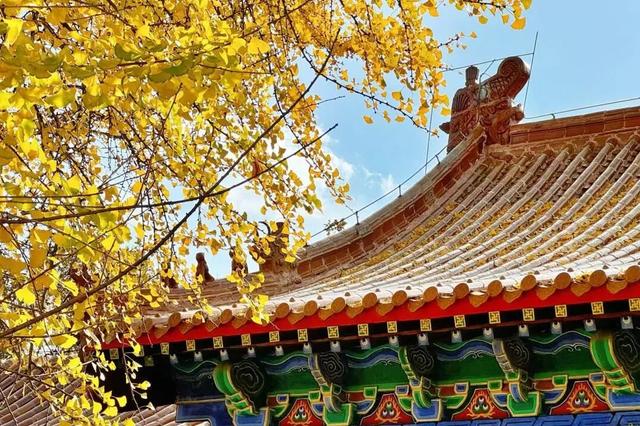 临沂孔庙银杏季打卡攻略！未来一个月这样玩~