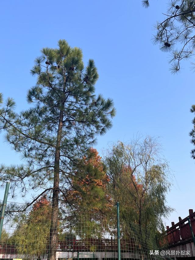 南昌凤凰洲湿地公园，美的不像话！