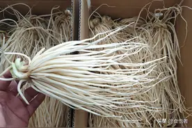 云南怪食文化——从根吃到花的“苤菜”图片