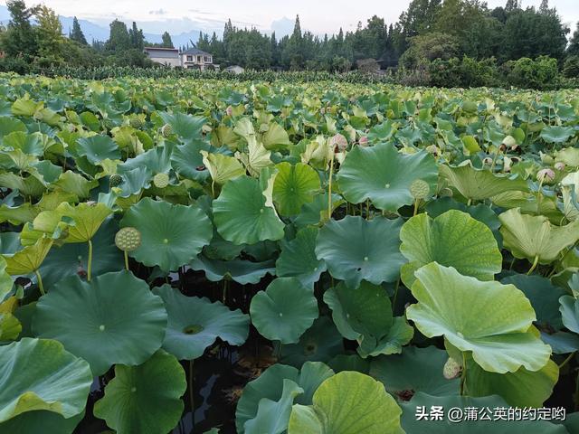 荷花好,出淤泥而不染