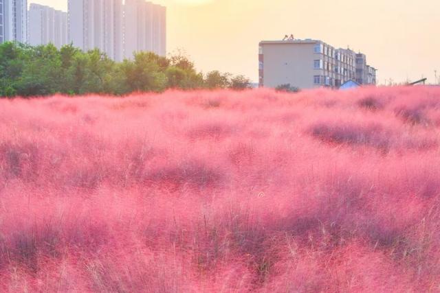 “粉色秘境”已上线！初冬必打卡！位置就在…
