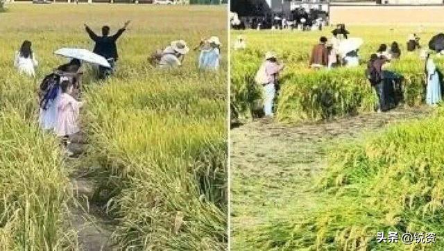 网红稻田被踩踏后续！有人制止反被怼，更多内幕曝光，果然不简单