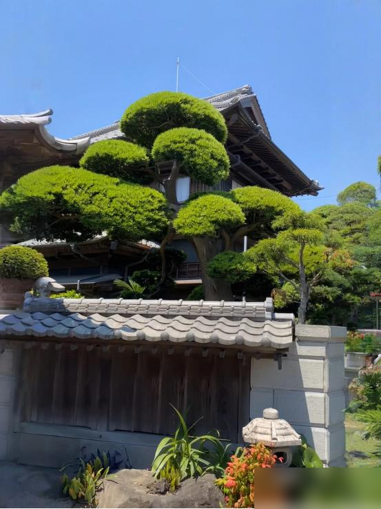 阴树不能进阳宅，老祖宗告诫：不管院子多大，这5种树最好都别种