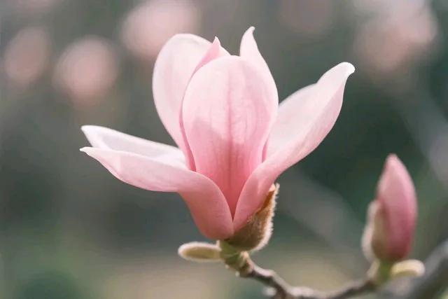 儿子订婚女方用验钞机点彩礼,我坚决取消订婚,女方道歉也不行