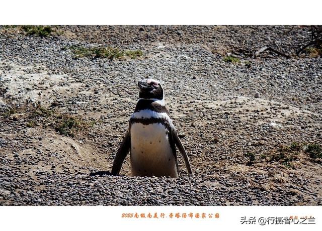 南极南美三国行游影记（76）—阿根廷旁塔汤布国家公园（三）