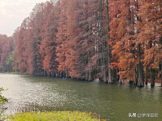 涢水湿地迷人红杉林 冬日画卷中的生态诗篇