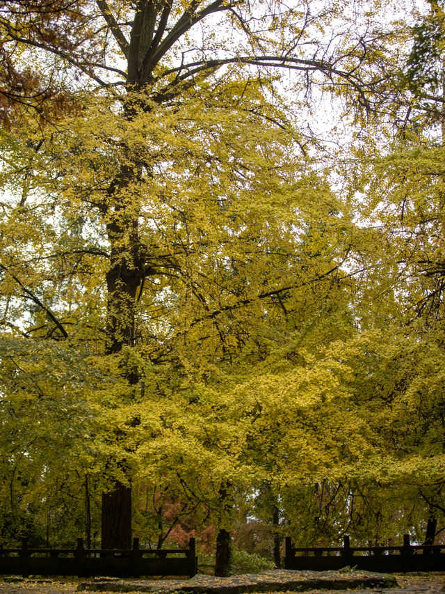 成都1h直达！这座千年古寺美到封神，看银杏+徒步+领奖牌，巴适！