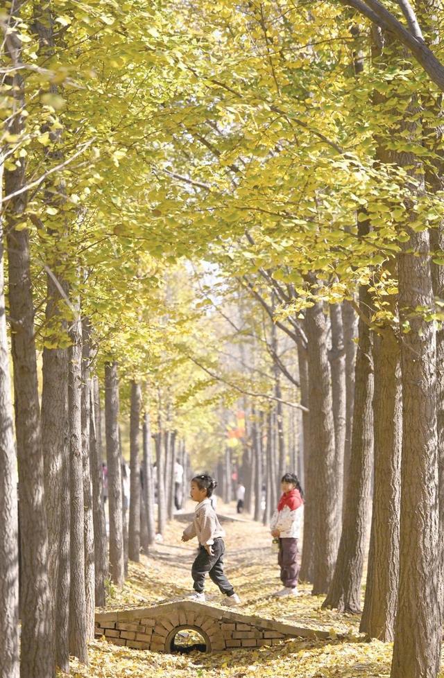 美在邯郸 | 曲周县千亩银杏林迎来最佳观赏季——千蝶化作一城金