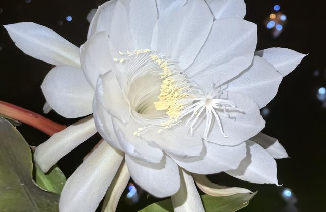 从木活到塑料块！乐高的专利布局，搭建全球童年王国