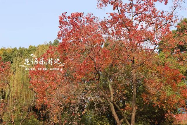浙江宁波这个小园林被人忽略，但是银杏真是太美了，乌桕也是一绝