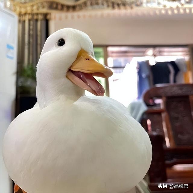 “鸭中爱马仕”跌落神坛，从上万一只到300元甩卖无人在意！