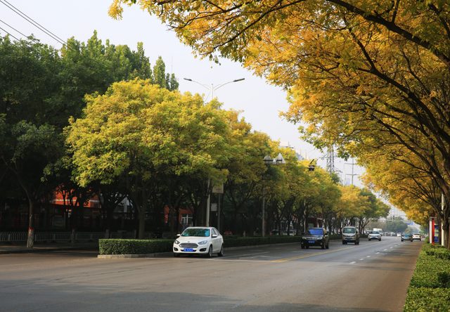 金黄的银杏、火红的枫叶……邢台市区秋叶观赏指南来了！