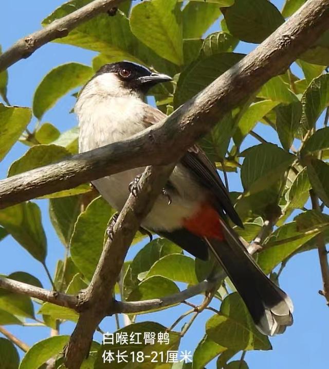 快乐的25/26深圳湾候鸟季