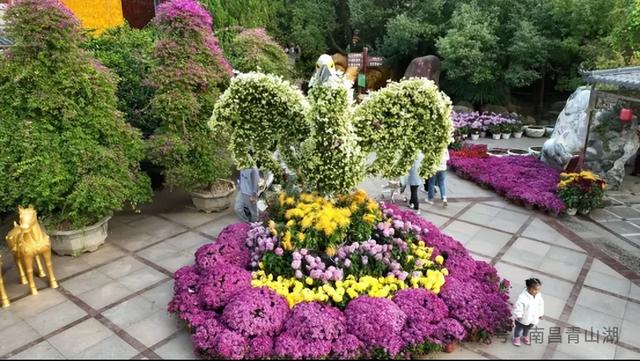 150+动物造型藏进万株菊海，天香园菊展开展