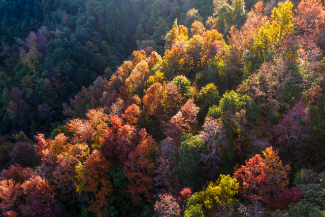 沉浸式感受韶关新丰绝美秋色！ 2天1夜赏枫露营品美食，徒步泡温泉，一起去躺平 ！