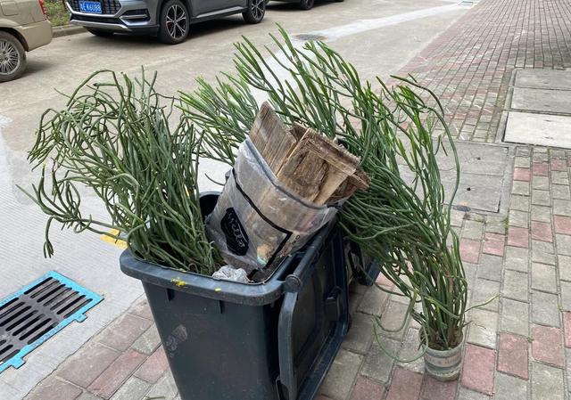 男子晒养了“7年的多肉”，六亲不认已疯癫，网友：太酷了 咋养的