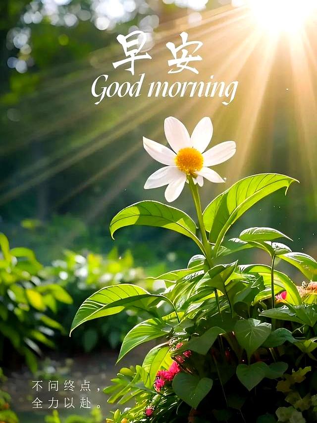 早安文案：往事不回头，未来不将就 早安～