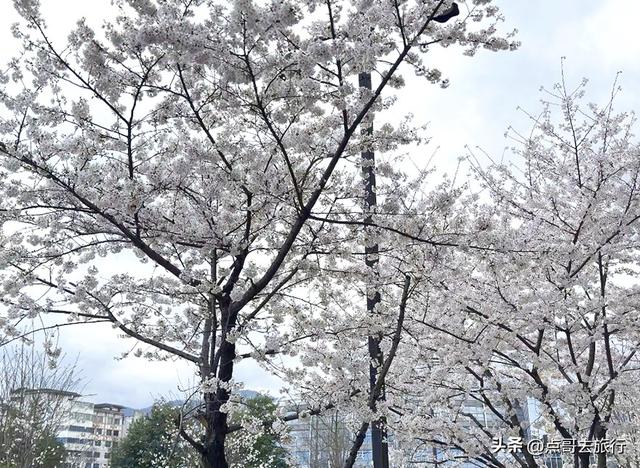 成都都江堰最美樱花开了，粉白绚烂，美得惊心动魄，不要门票！