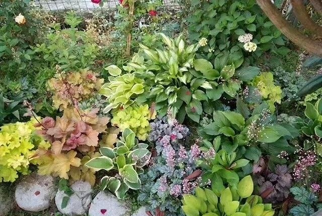 小院子里的耐寒“6宝”，不想冬天小院里光秃秃的难看，种上它们